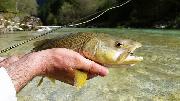 Marble trout, Slovenia fly fishing
